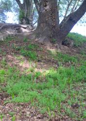 Veronica hederifolia. Habitat. Under oak trees in the Liffey Domain, Lincoln, Canterbury.
 Image: P.J. Garnock-Jones © Te Papa CC-BY-NC 3.0 NZ